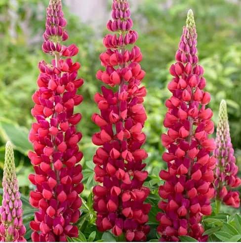 Люпин многолистный "Зе Пейджес" Lupinus polyphyllus "The Pages"