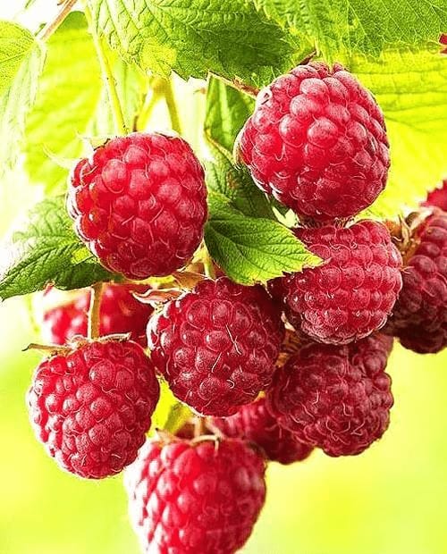 Малина "Метеор"