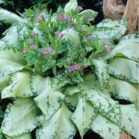 Медуница сахарная «Сильверадо» Pulmonaria saccharata "Silverado"