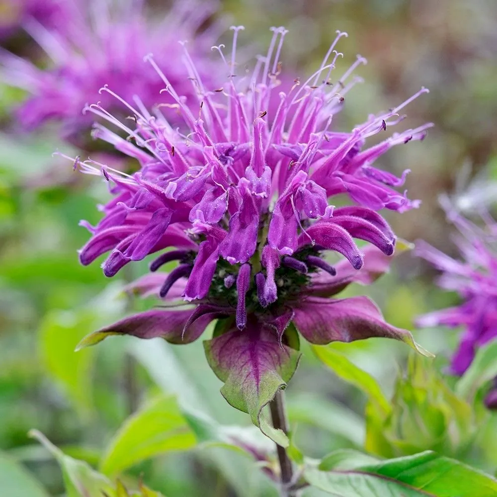 Монарда гибридная "Би Фри" Monarda hybrid "Bee-Free"