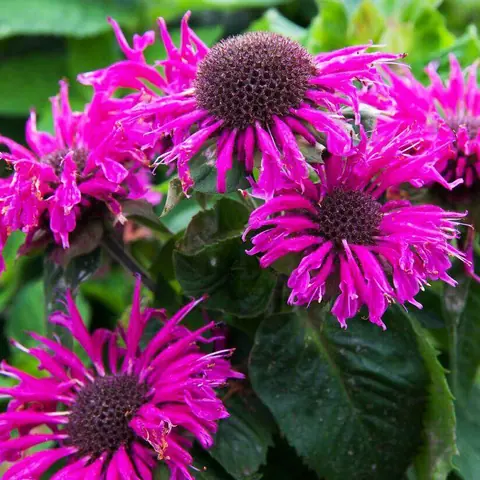 Монарда гибридная "Би Труе" Monarda hybrid "Bee-True" С2/3