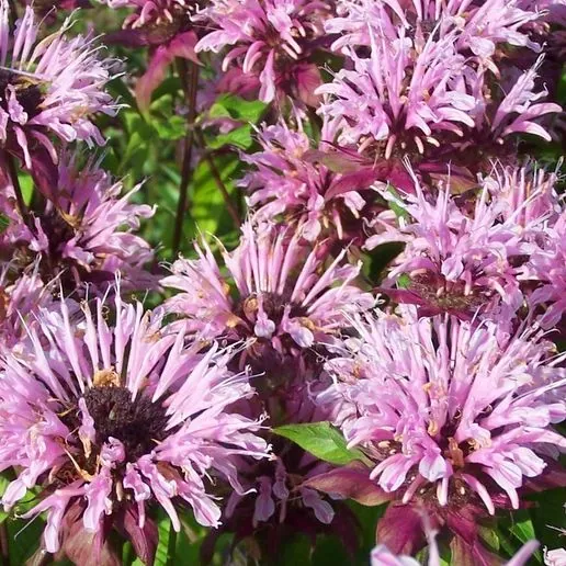 Монарда гибридная «Бьюти оф Кобхем» Monarda hybrid "Beauty of Cobham"