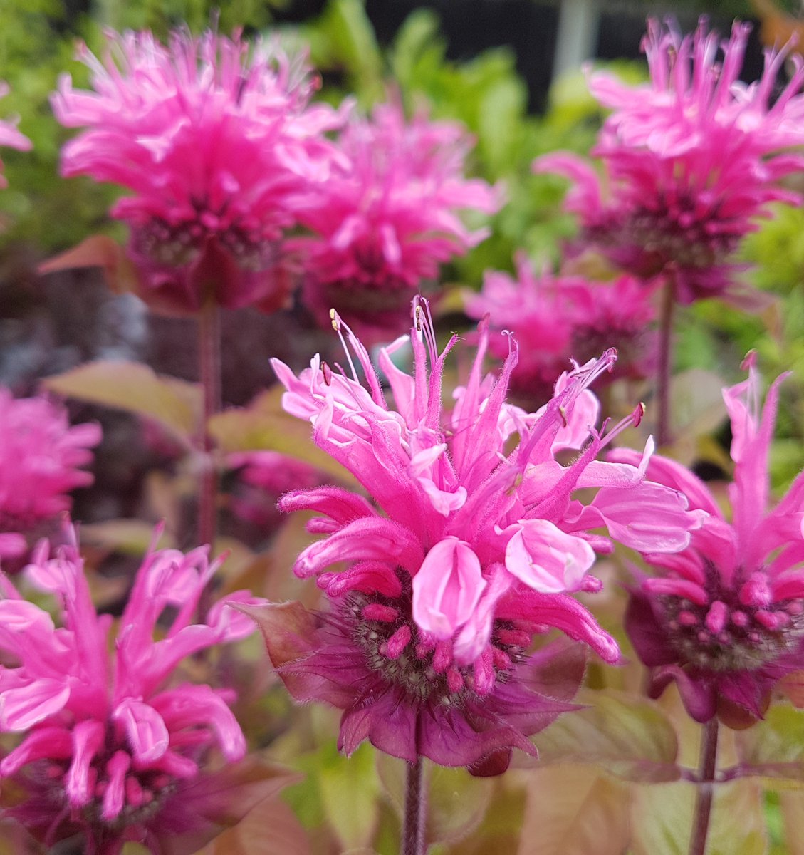 Монарда гибридная "Крофтвей Пинк" Monarda hybrid "Croftway Pink" С2/3