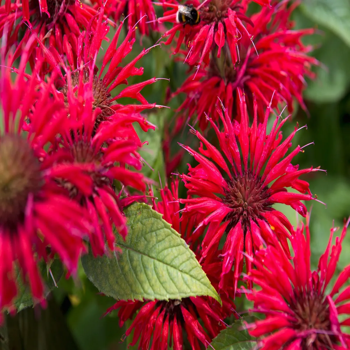 Монарда "Кэмбридж Скарлет" Monarda "Cambridge Scarlet"