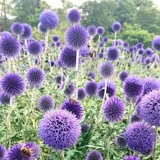 Мордовник обыкновенный Echinops ritro