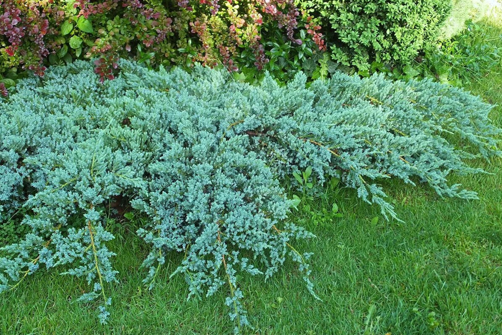Можжевельник чешуйчатый Juniperus squamata "Blue Carpet"