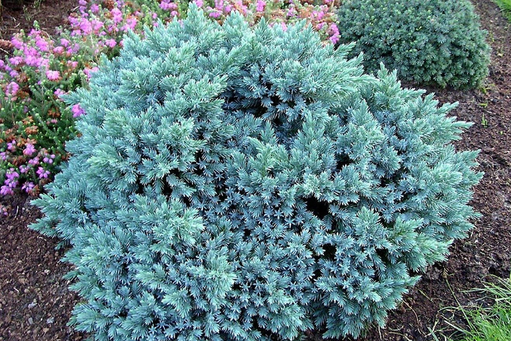 Можжевельник чешуйчатый Juniperus squamata "Blue Star"