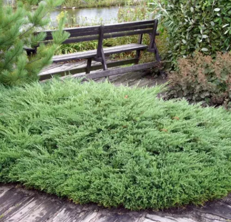 Можжевельник горизонтальный Juniperus horizontalis 'Andorra Compacta'