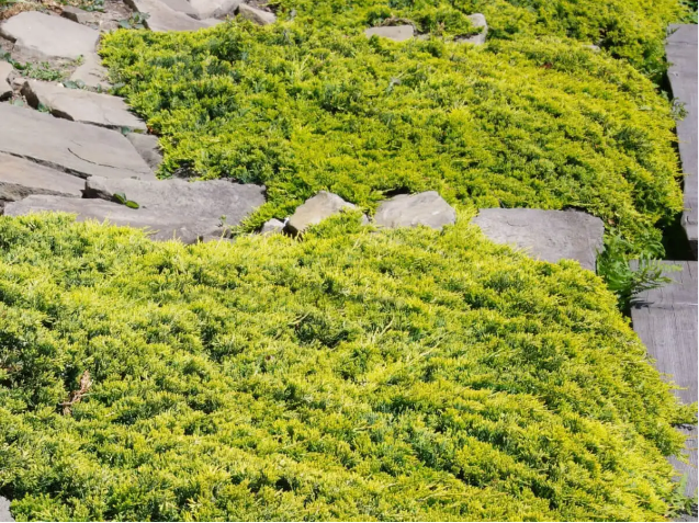 Можжевельник горизонтальный Juniperus horizontalis 'Golden Carpet' : С3, h=20-30*