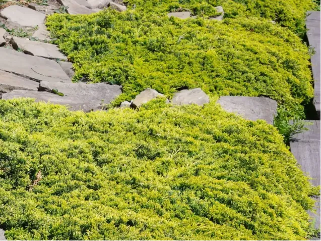 Можжевельник горизонтальный Juniperus horizontalis 'Golden Carpet'
