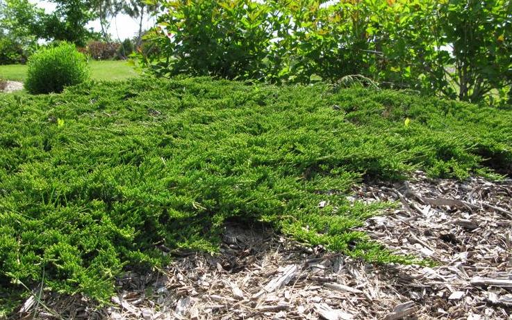 Можжевельник горизонтальный Juniperus horizontalis 'Prince of Wales'