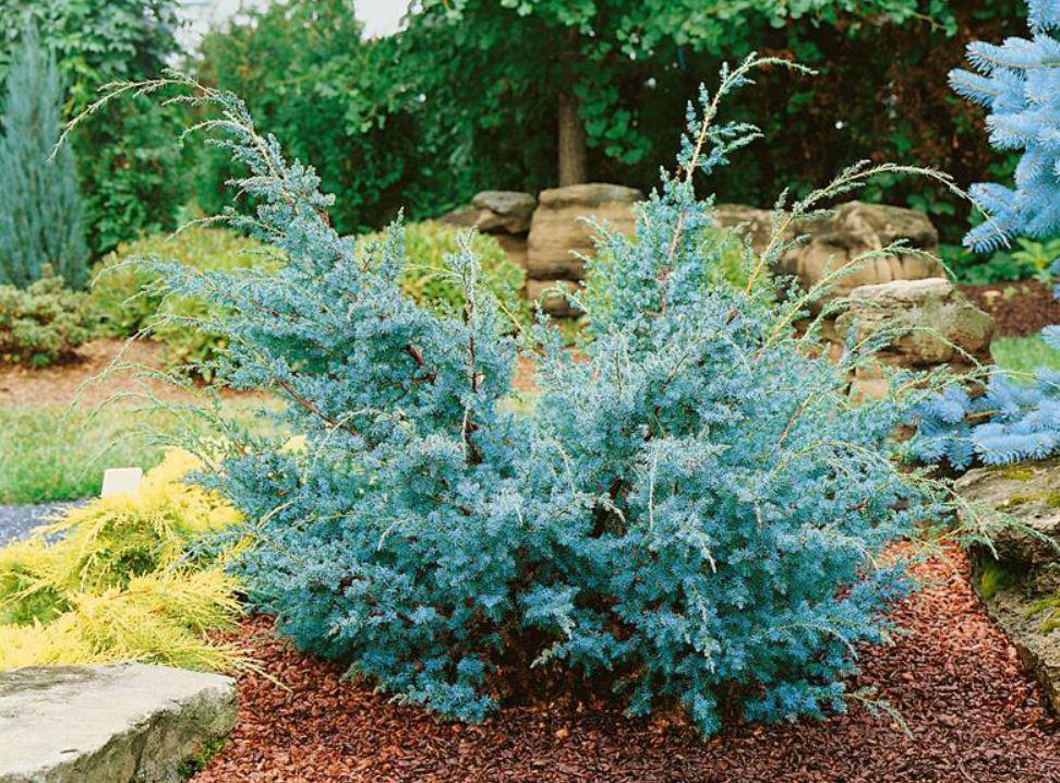 Можжевельник китайский Juniperus chinensis 'Blue Alps'