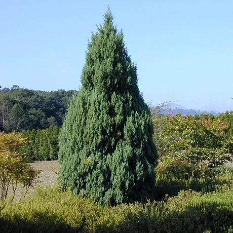 Можжевельник китайский Juniperus chinensis 'Stricta'
