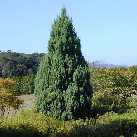 Можжевельник китайский Juniperus chinensis 'Stricta'