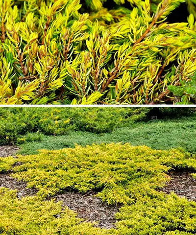 Можжевельник обыкновенный Juniperus communis 'Goldschatz'