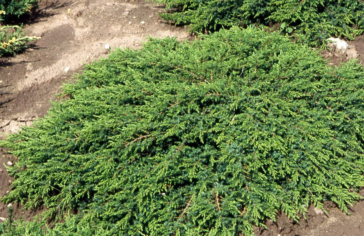 Можжевельник обыкновенный Juniperus communis "Green Carpet"