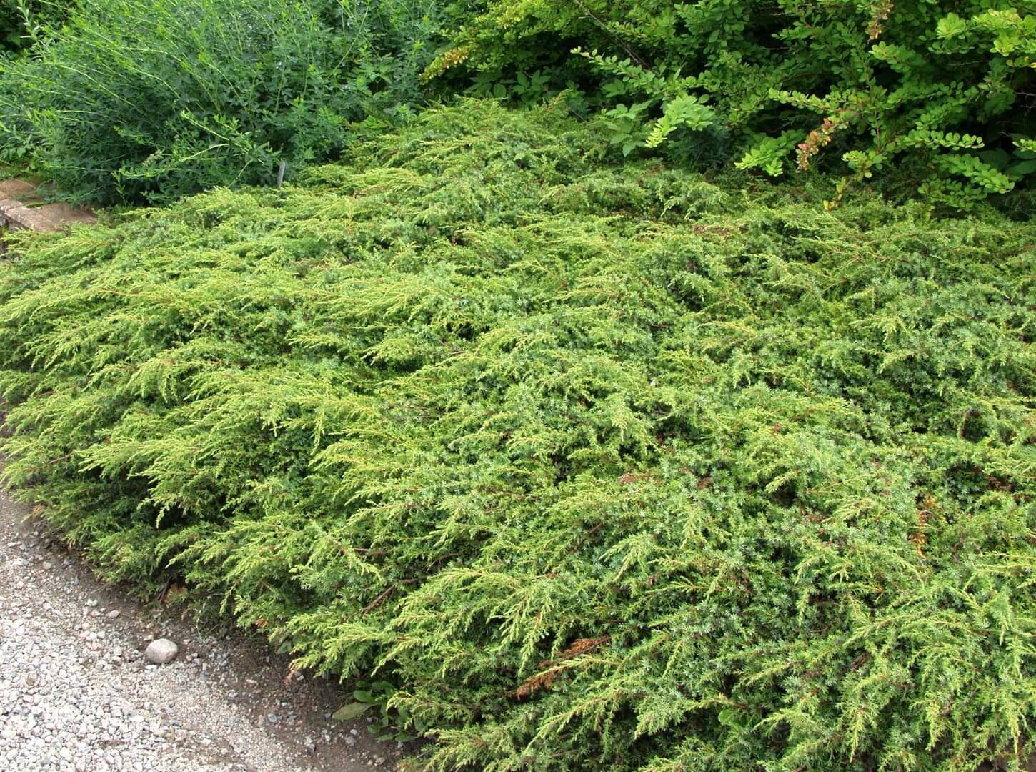 Можжевельник обыкновенный Juniperus communis "Repanda"