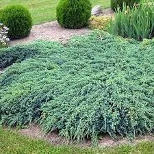 Можжевельник прибрежный Juniperus conferta "Blue Pacyfic"
