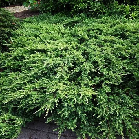 Можжевельник прибрежный Juniperus conferta "Schlager"