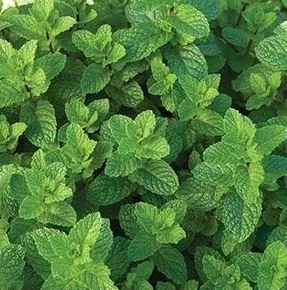 Мята перечная "Альмира" Mentha piperita "Almira"