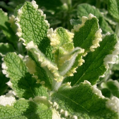 Мята перечная ананасная "Пинедо" Mentha piperita "Pinedo" Р9