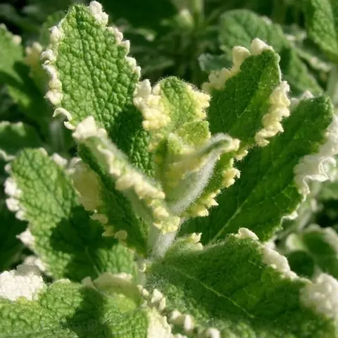 Мята перечная ананасная "Пинедо" Mentha piperita "Pinedo" Р9