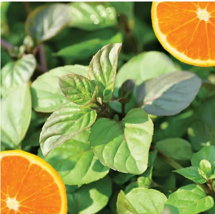 Мята перечная "Гранада" Mentha piperita "Granada"