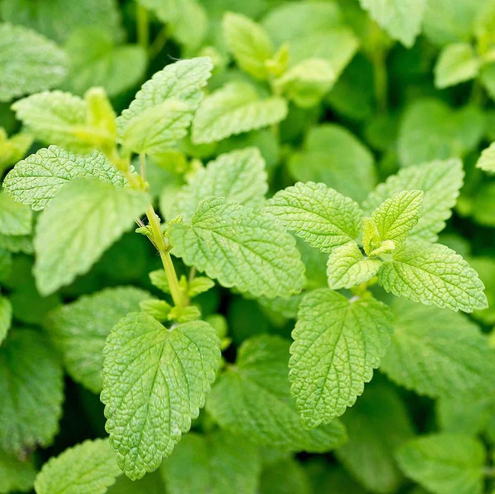 Мята перечная "Лемон" Mentha piperita "Lemon" Р9