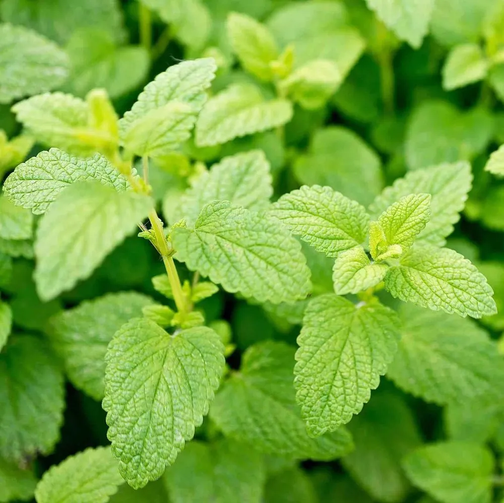 Мята перечная "Лемон" Mentha piperita "Lemon"