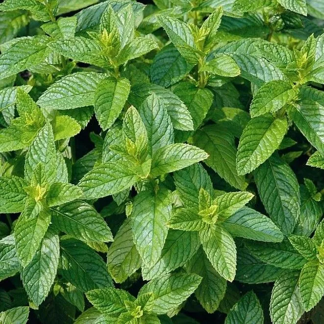 Мята перечная "Мультимента" Mentha piperita "Multimentha"