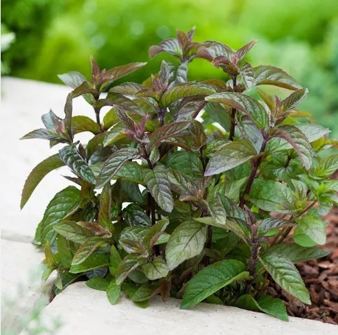 Мята перечная "Шоколад" Mentha piperita "Chocolate"