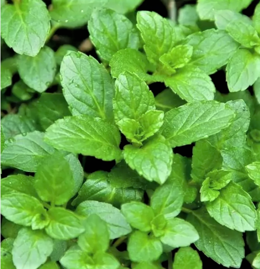 Мята перечная "Свисс" Мentha piperita "Swiss" Р9