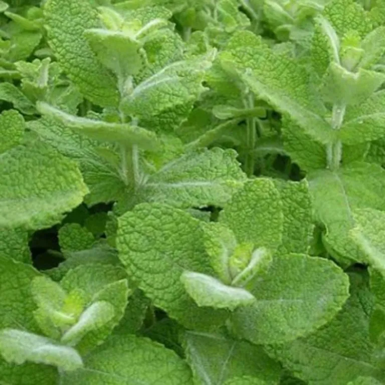 Мята перечная яблочная "Помо" Mentha piperita "Pomo"