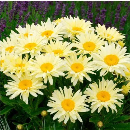 Нивяник великолепный "Банана Крим" Leucanthemum superbum "Banana Cream"