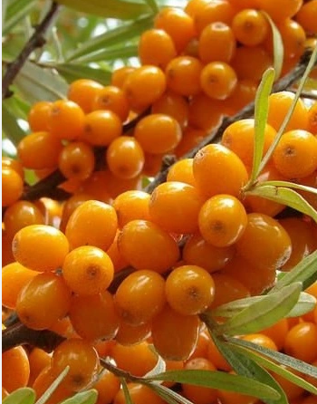 Облепиха "Рует" С2