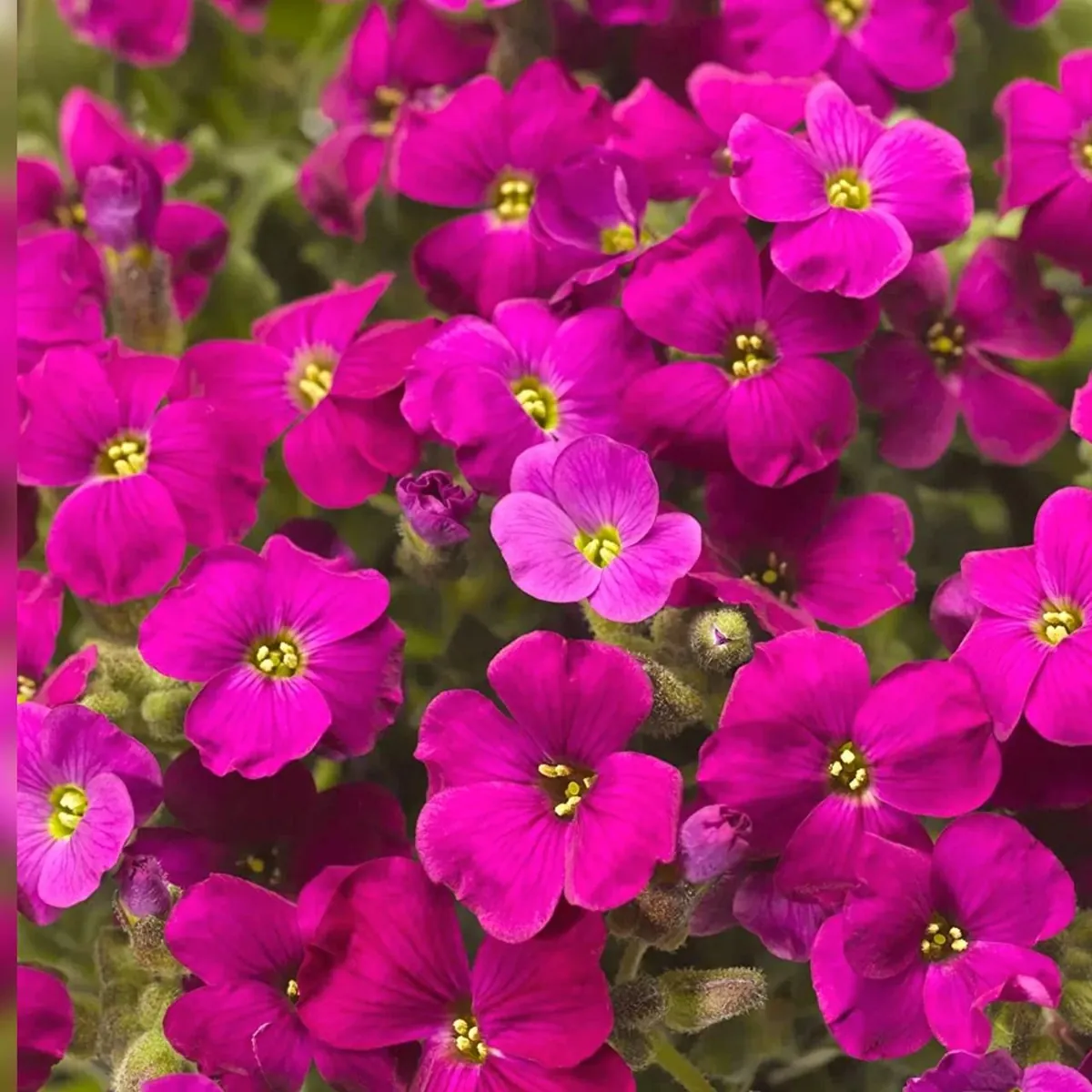 Обриета гибридная "Одри Ред" Aubrieta hybrida "Audrey Red"