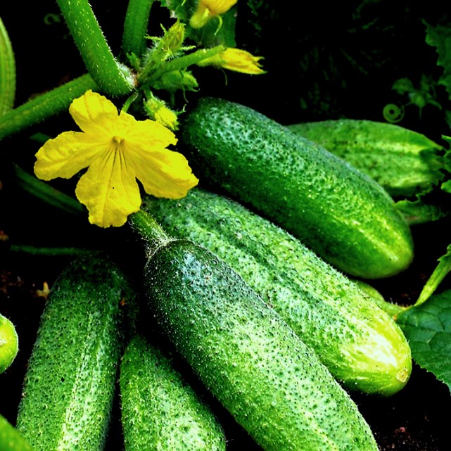 Огурец "Гармонист" Cucumis sativus L. "Garmonist"