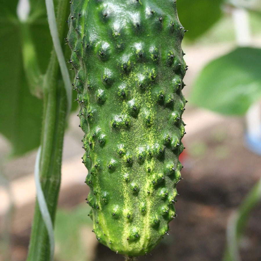 Огурец "Мурашка" Cucumis sativus L. "Murashka"