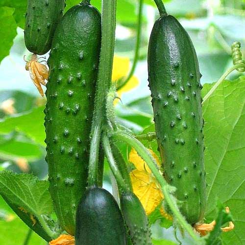 Огурец "Зозуля" Cucumis sativus L. "Zozulya"