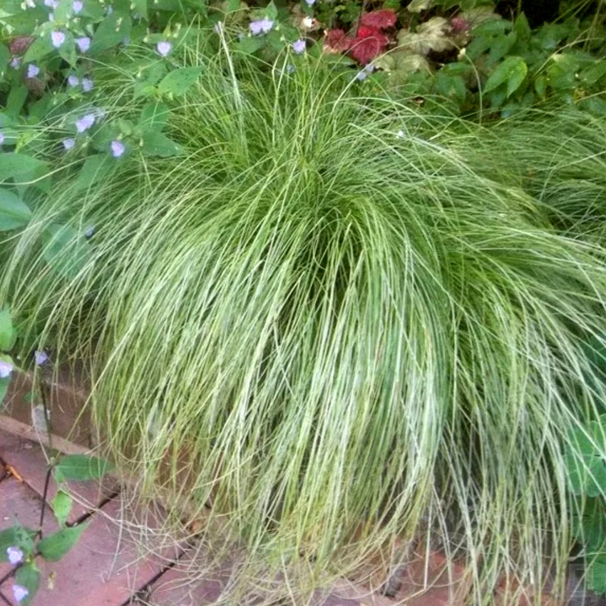 Осока власовидная "Амазон Мист" Carex comans "Amazon Mist" С2/3