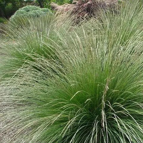 Овсяница Мейера Festuca Mairei Р9