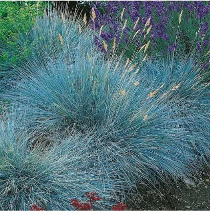 Овсяница сизая "Компакта Блю" Festuca glauca "Compacta Blue" Р9
