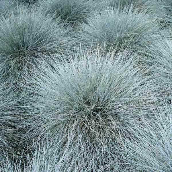 Овсяница сизая "Варна" Festuca glauca "Varna" С2/3