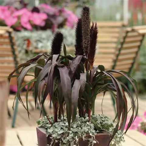 Пеннисетум сизый «Пурпурный барон» Pennisetum glaucum "Purple Baron" С2/3