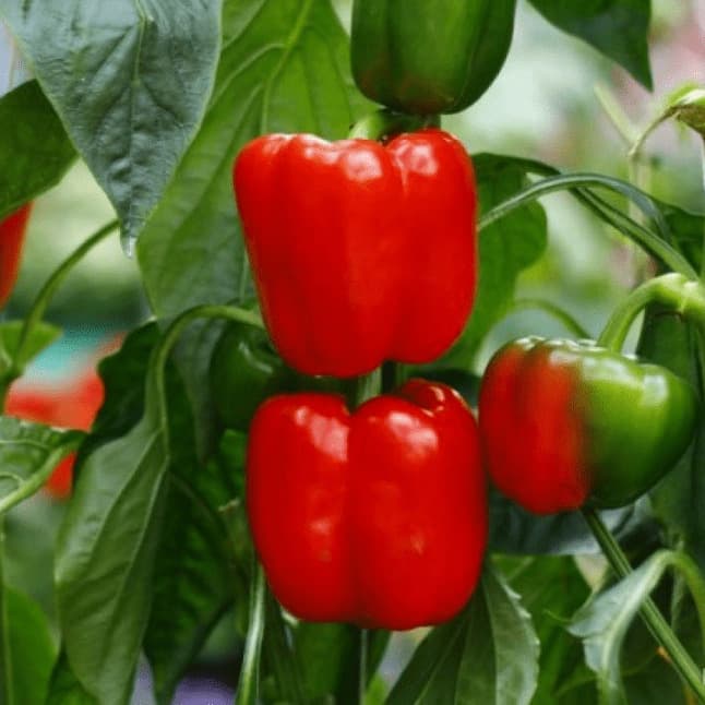 Перец "Иоло Вондер" Capsicum annuum "Yolo Wonder" Р9