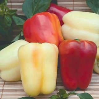 Перец "Соломон" Capsicum annuum "Solomon" Р9
