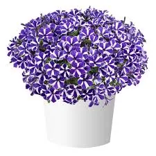 Петуния гибридная "Блю Даймонд" Petunia hybrida "Blue Diamond"