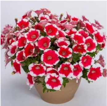 Петуния гибридная "Капелла Черри Ванилла" Petunia hybrida "Capella Cherry Vanilla" Кашпо 5,5л