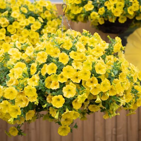 Петуния гибридная "Капелла Хеллоу Еллоу" Petunia hybrida "Капелла Хеллоу Еллоу" Кашпо 5,5л