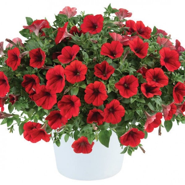 Петуния гибридная "Каскадиас Чили Ред" Petunia × hybrida "Cascadias Chili Red" Кашпо 5,5л